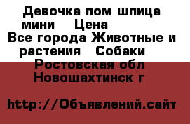 Девочка пом шпица мини  › Цена ­ 30 000 - Все города Животные и растения » Собаки   . Ростовская обл.,Новошахтинск г.